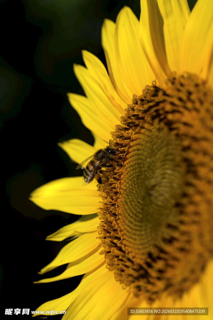 向日葵上的蜜蜂