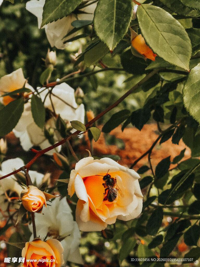 盛开的橙色花朵与绿叶
