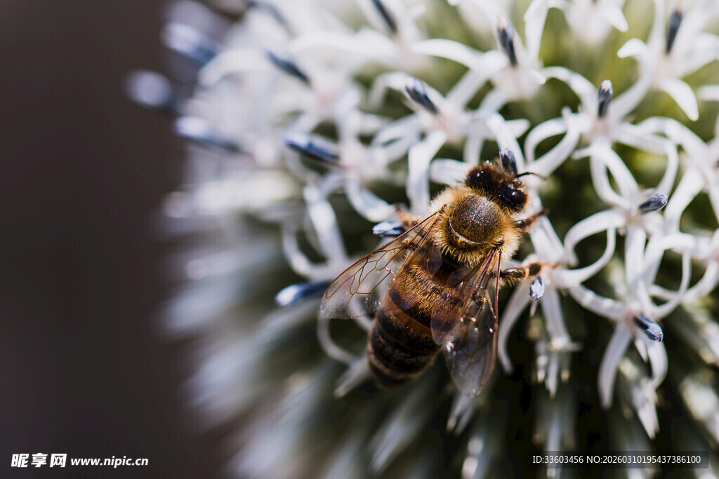 蜜蜂停留在白色带刺花朵上