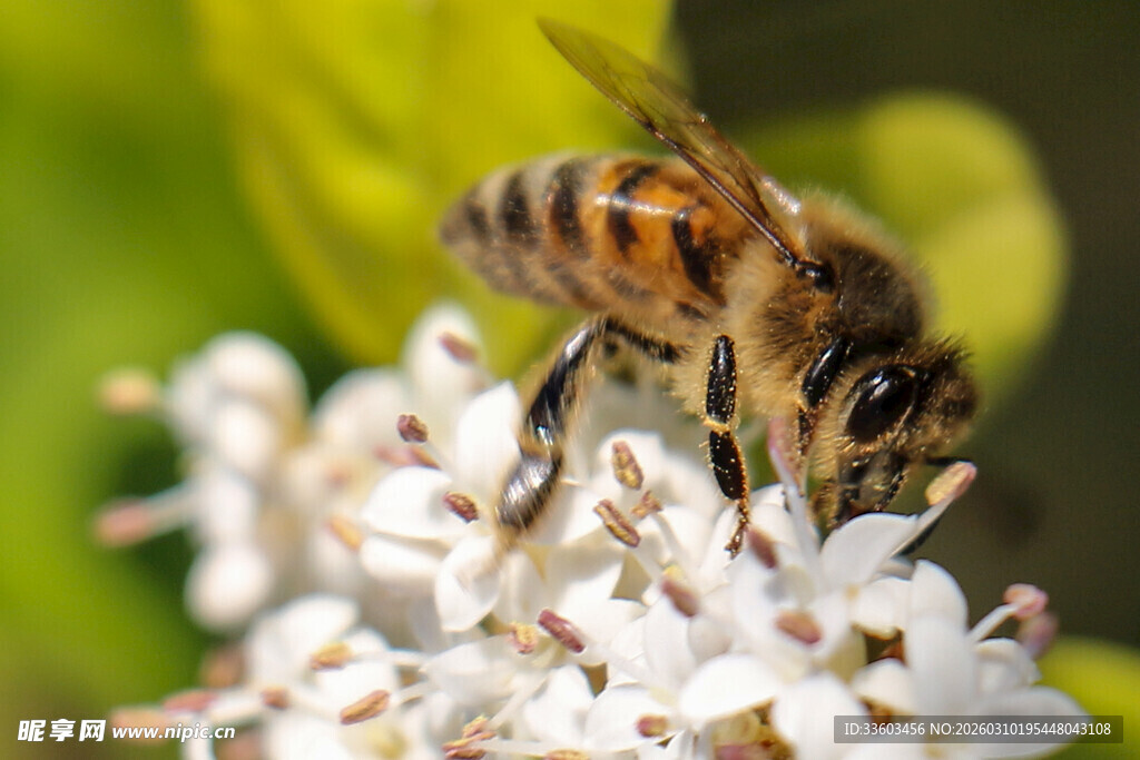 蜜蜂采蜜于白色花朵间