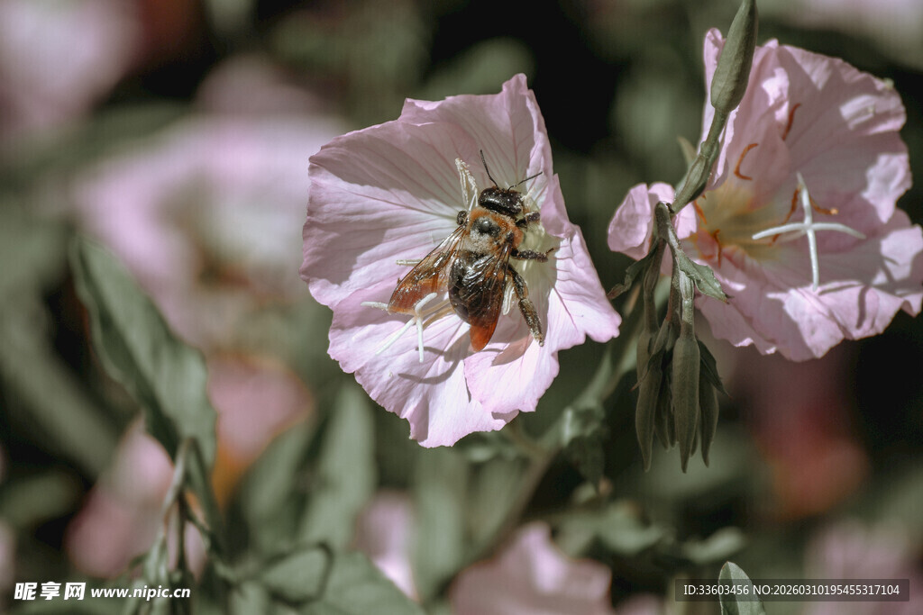 蜜蜂采蜜于粉色花朵间