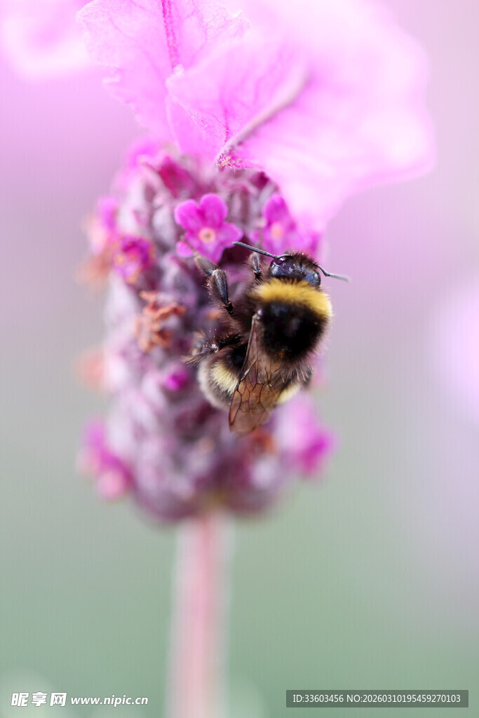 蜜蜂采蜜于粉紫色花朵间