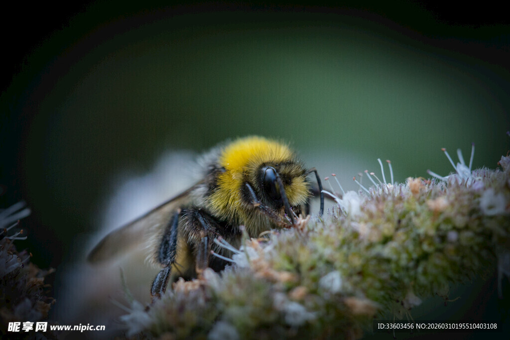 黄黑蜜蜂停驻于植物上