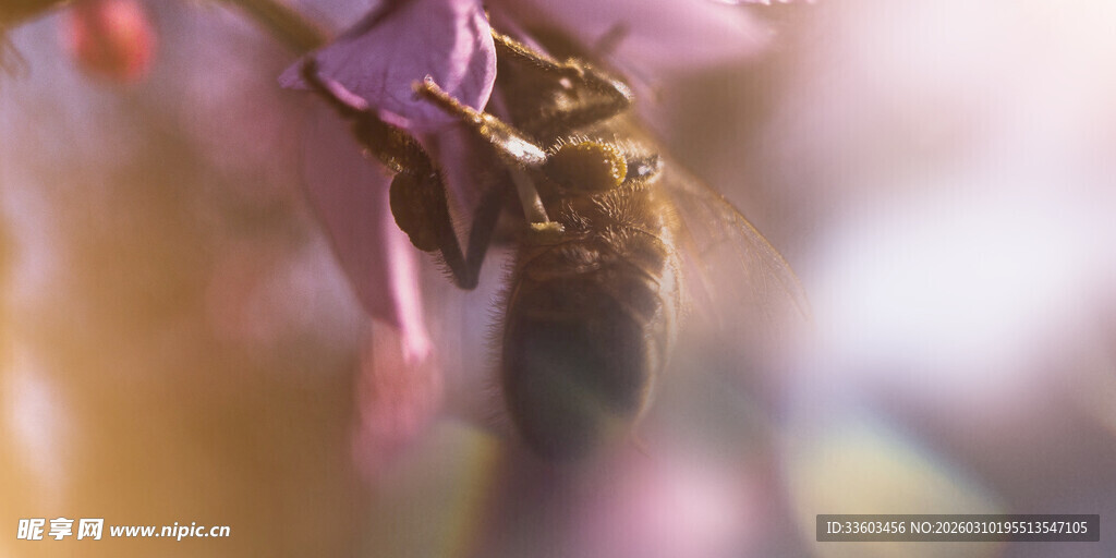 蜜蜂采蜜于娇艳花朵间