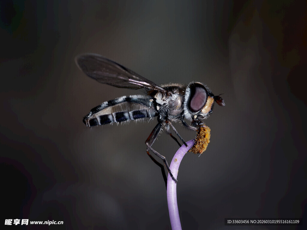 停在细枝上的黑白花纹蝇