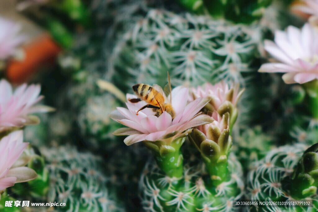 蜜蜂停驻仙人掌粉色花朵