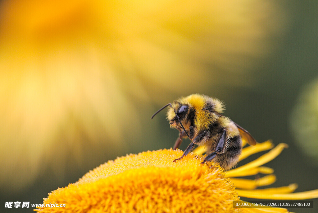 蜜蜂停留在黄色花朵上