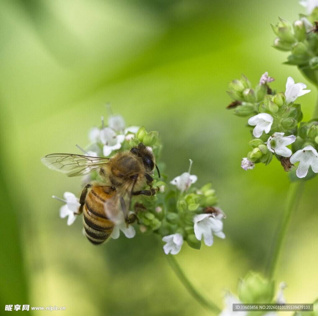 蜜蜂采蜜于白色小花间