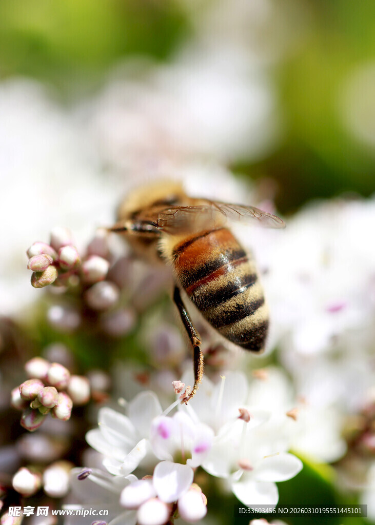 蜜蜂采蜜于白色小花间
