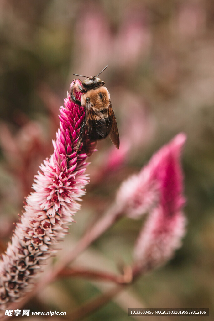 蜜蜂停驻粉色绒花