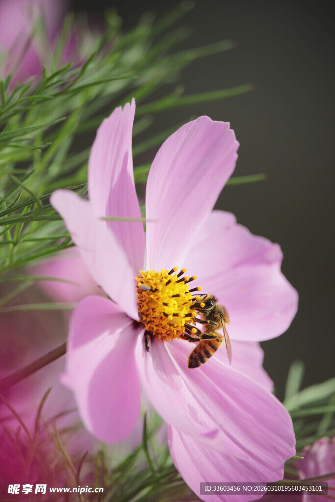 蜜蜂采蜜于粉色波斯菊