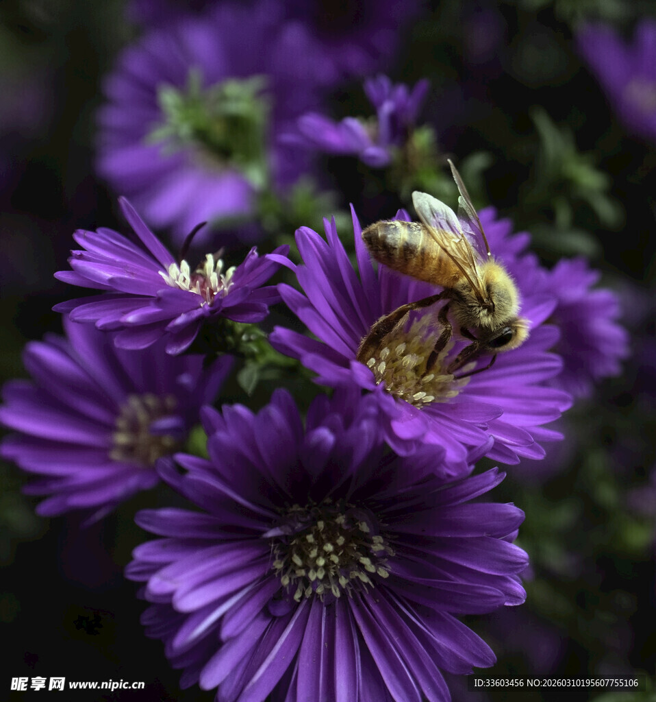 紫菊上的忙碌蜜蜂