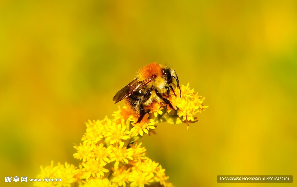 蜜蜂停留在黄色花朵上