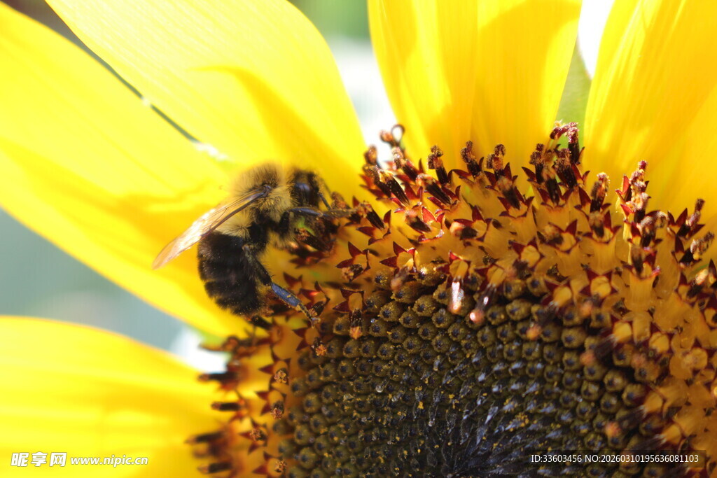 蜜蜂采蜜于灿烂向日葵中