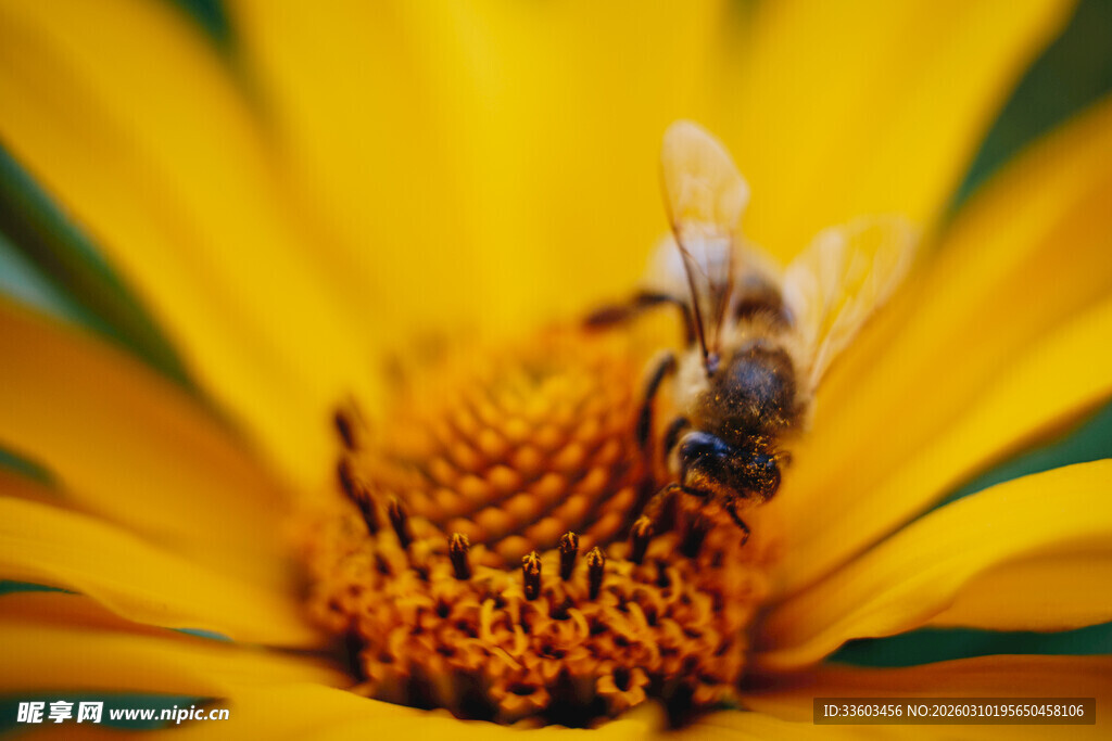 蜜蜂采蜜于黄色花朵中