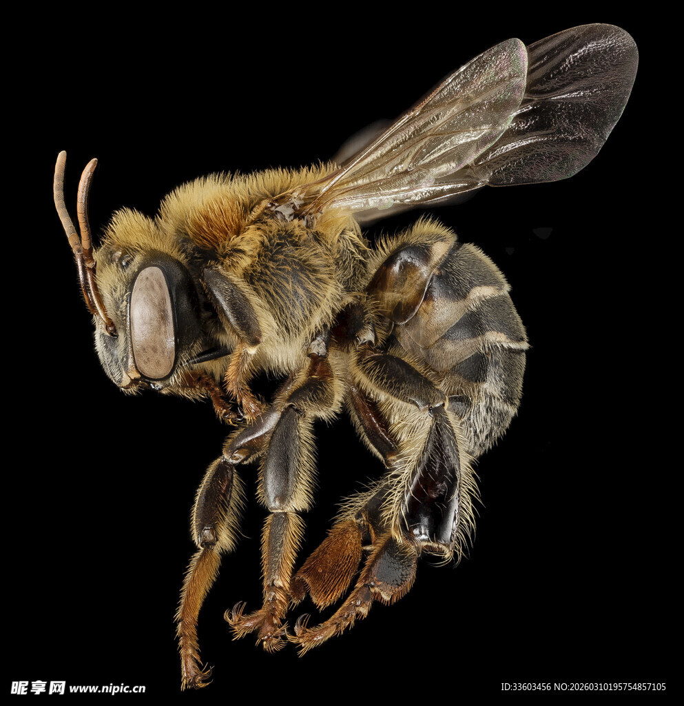 微距下的蜜蜂特写