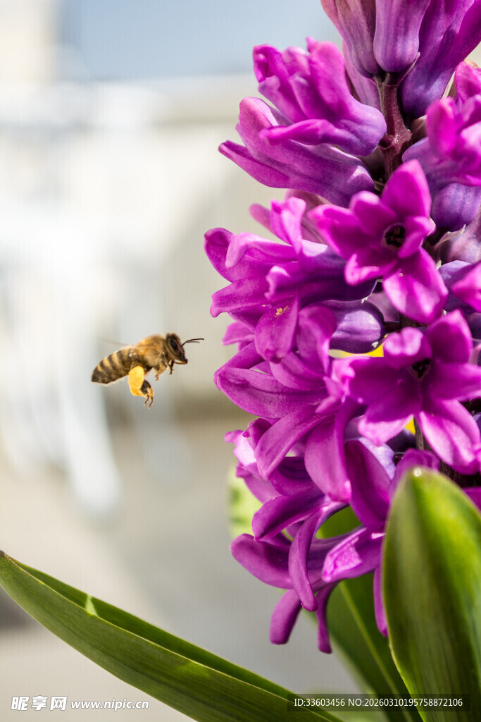 蜜蜂飞舞于紫色风信花