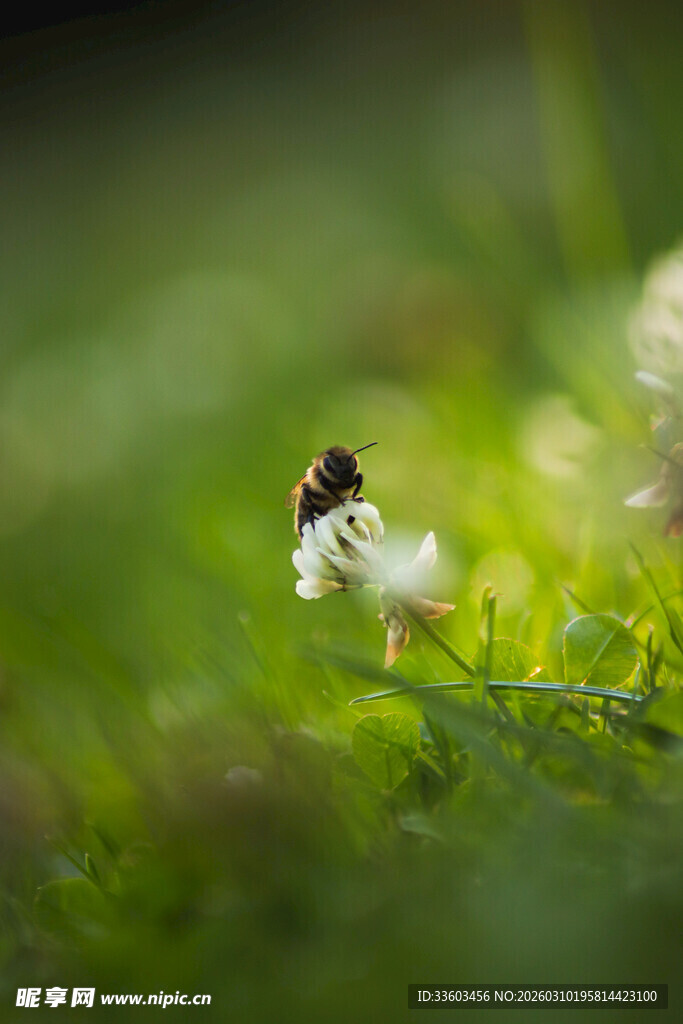 草丛中绽放的白色小花