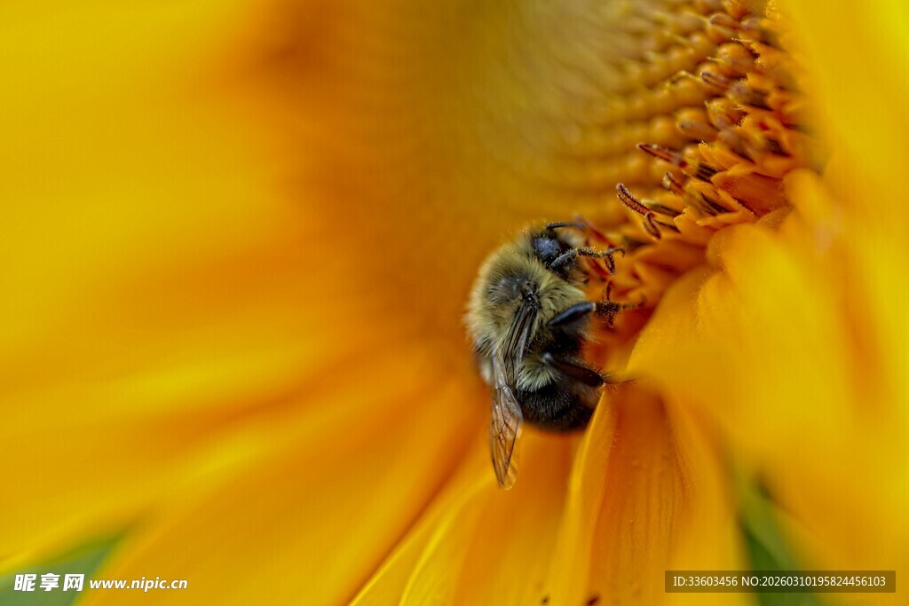 蜜蜂采蜜于向日葵花蕊