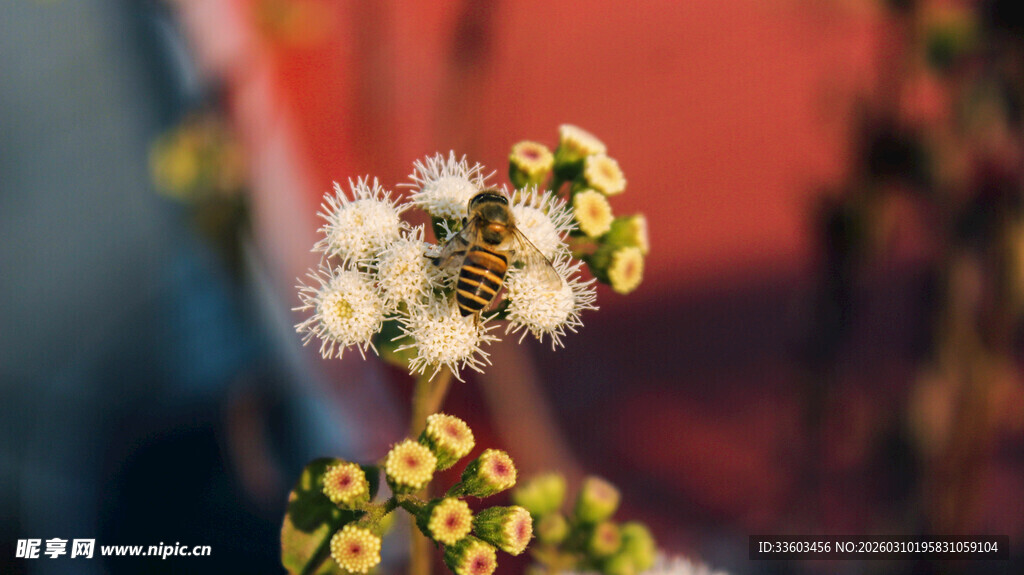 蒲公英与小花的微观景致