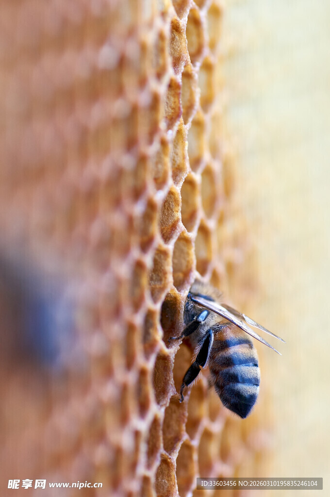 蜂巢上的辛勤小蜜蜂