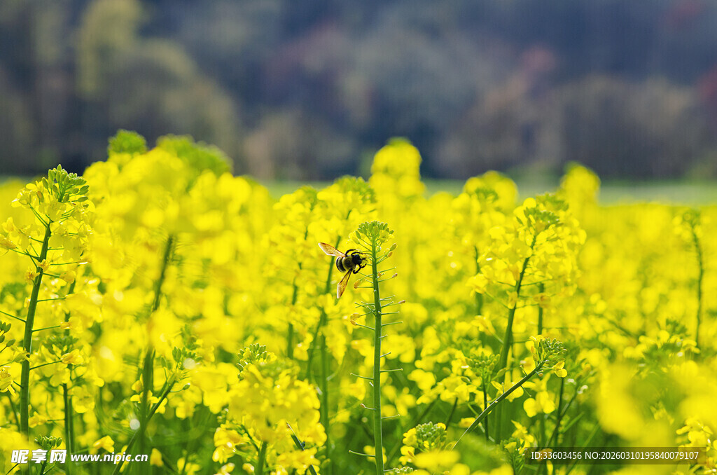 金黄油菜花田中的蜜蜂