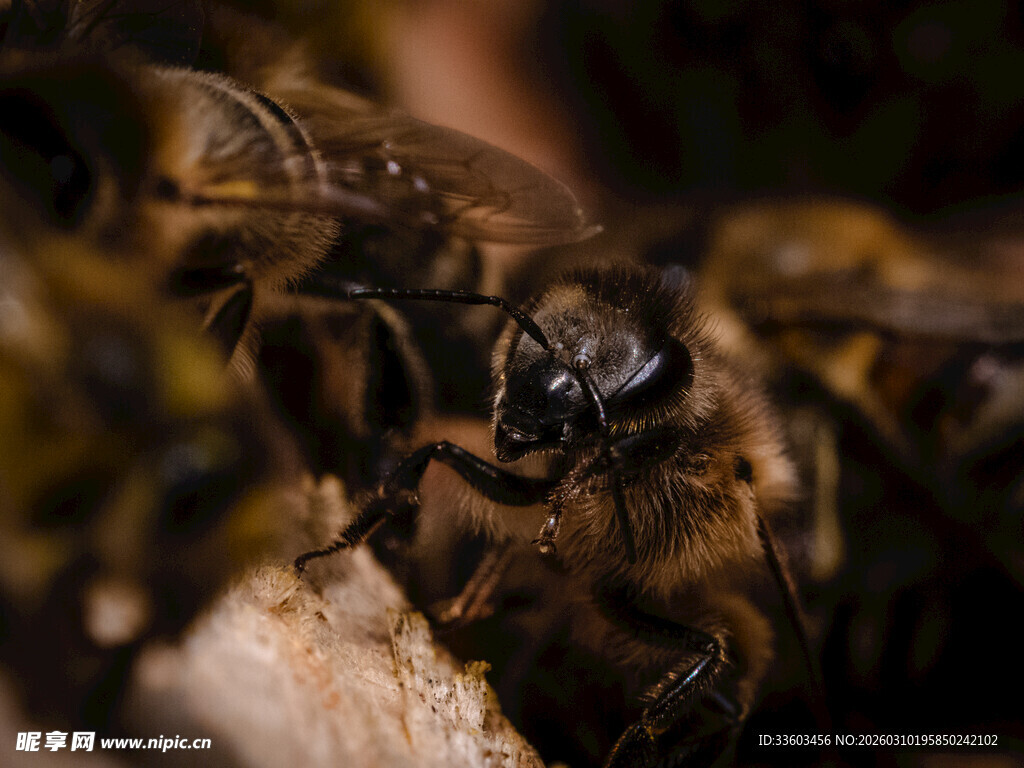 蜜蜂特写