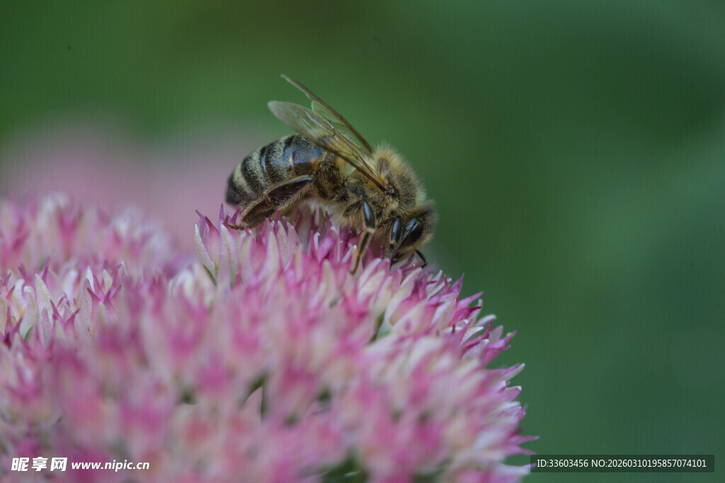 蜜蜂采蜜于粉色花朵间