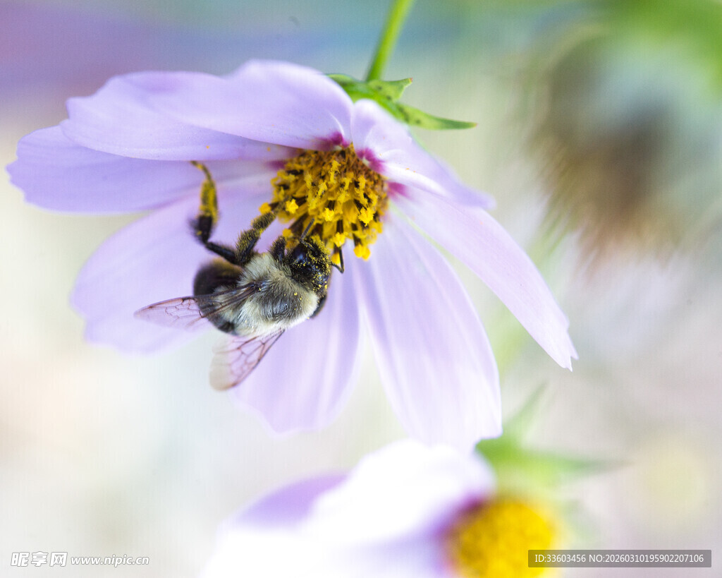 蜜蜂采蜜于紫色花朵间