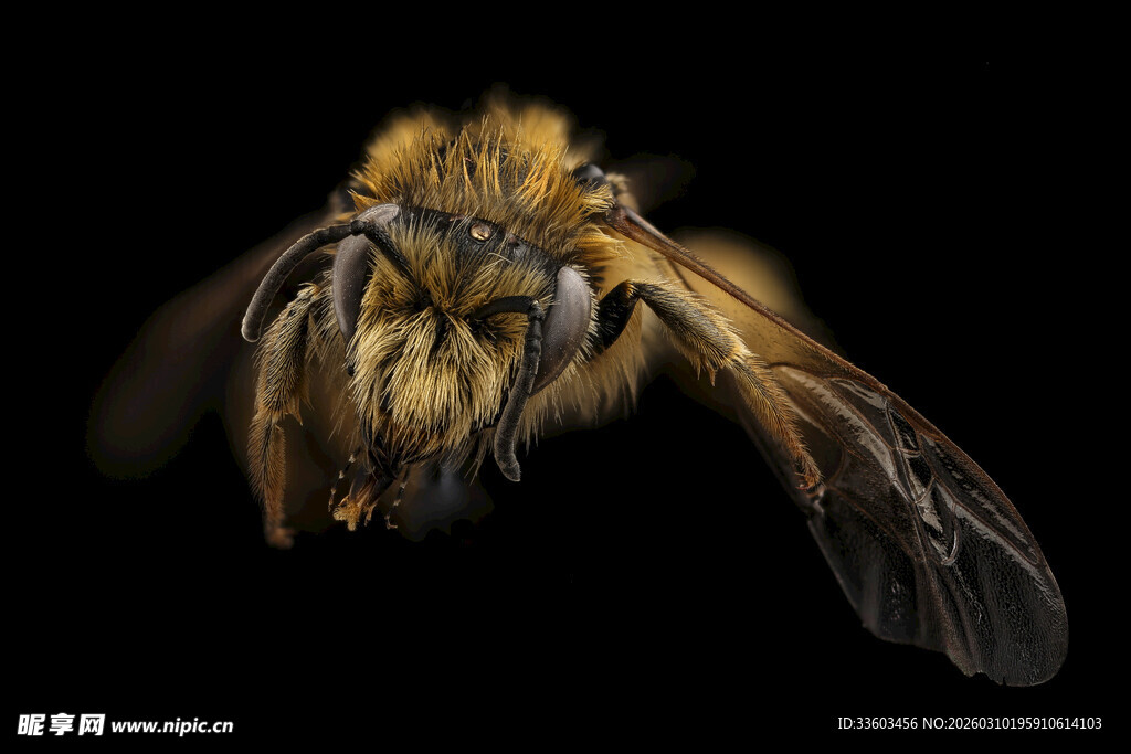 飞行中的毛茸茸蜜蜂