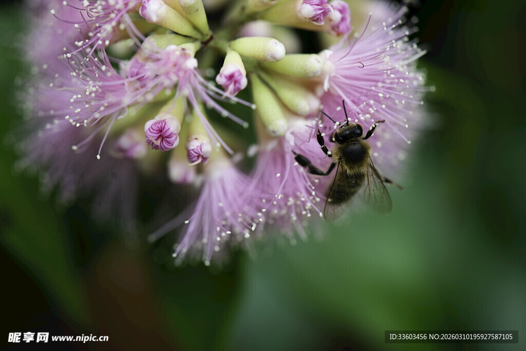 蜜蜂采蜜于紫色绒花