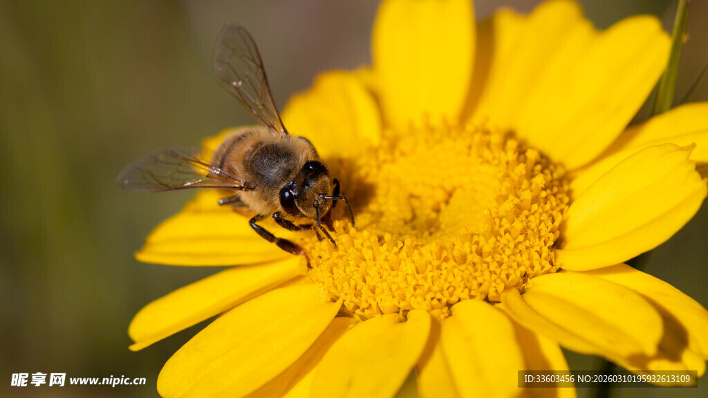 蜜蜂采蜜于黄色花朵间