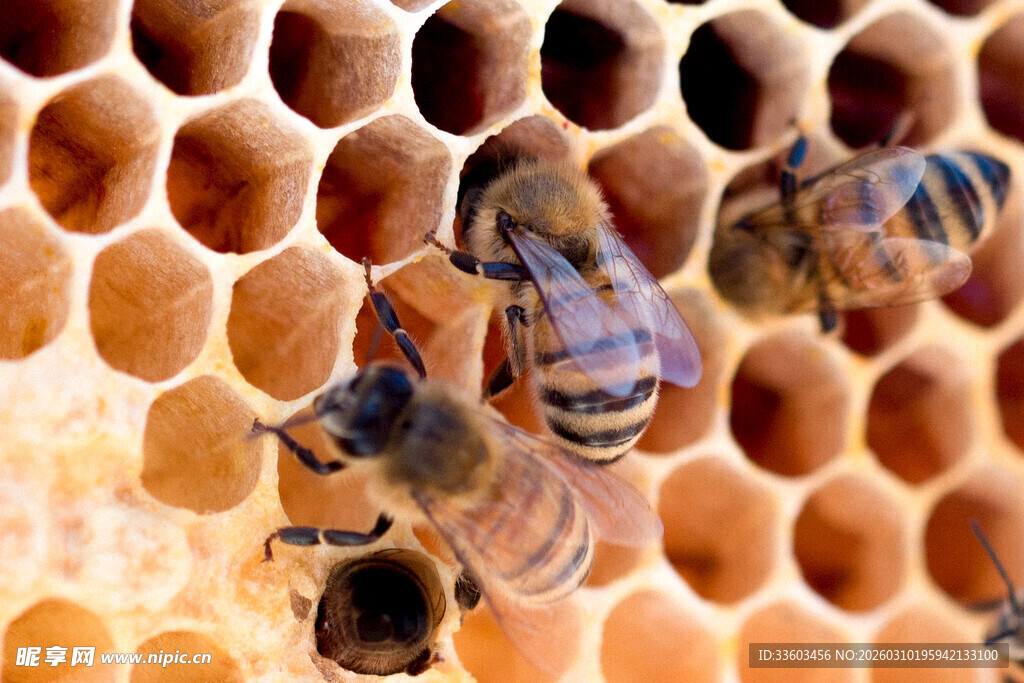 蜂巢上忙碌的蜜蜂