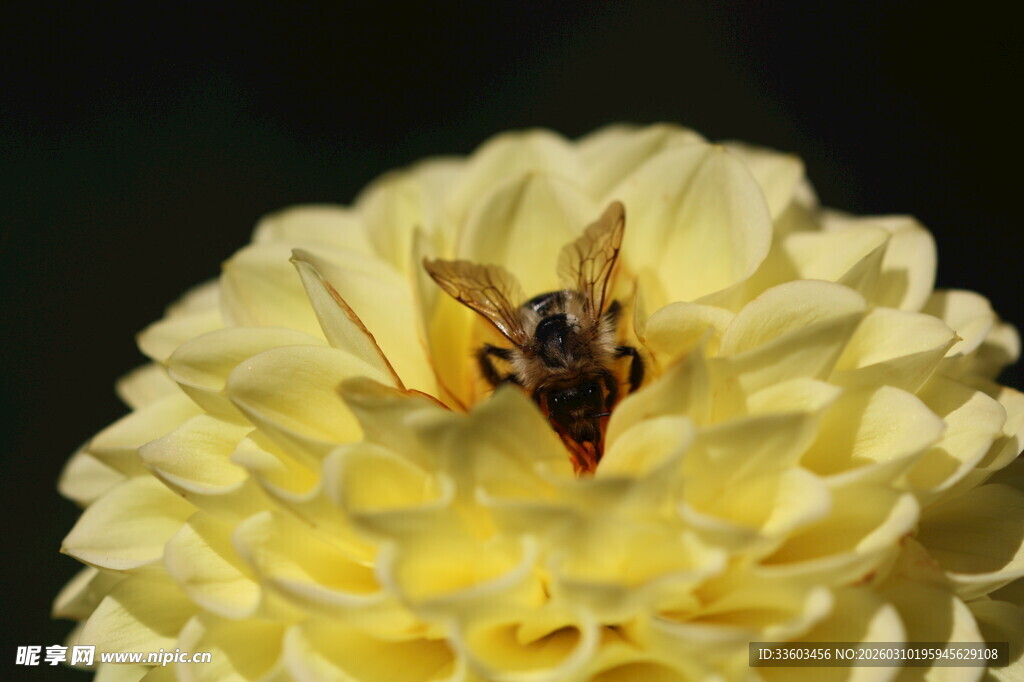 蜜蜂停留在黄色花朵上