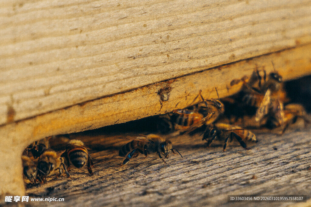 蜂巢入口的忙碌蜜蜂