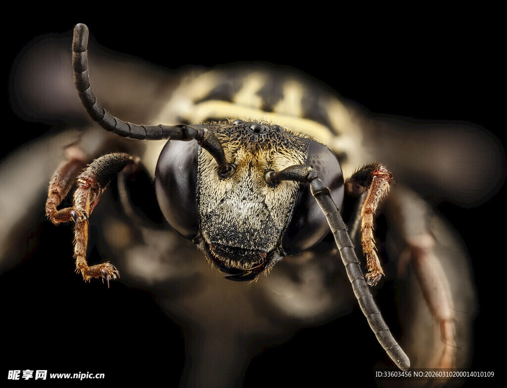 微距下的黄蜂头部特写