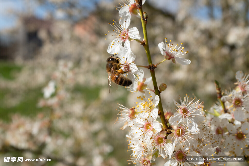 枝头繁花蜜蜂忙采蜜