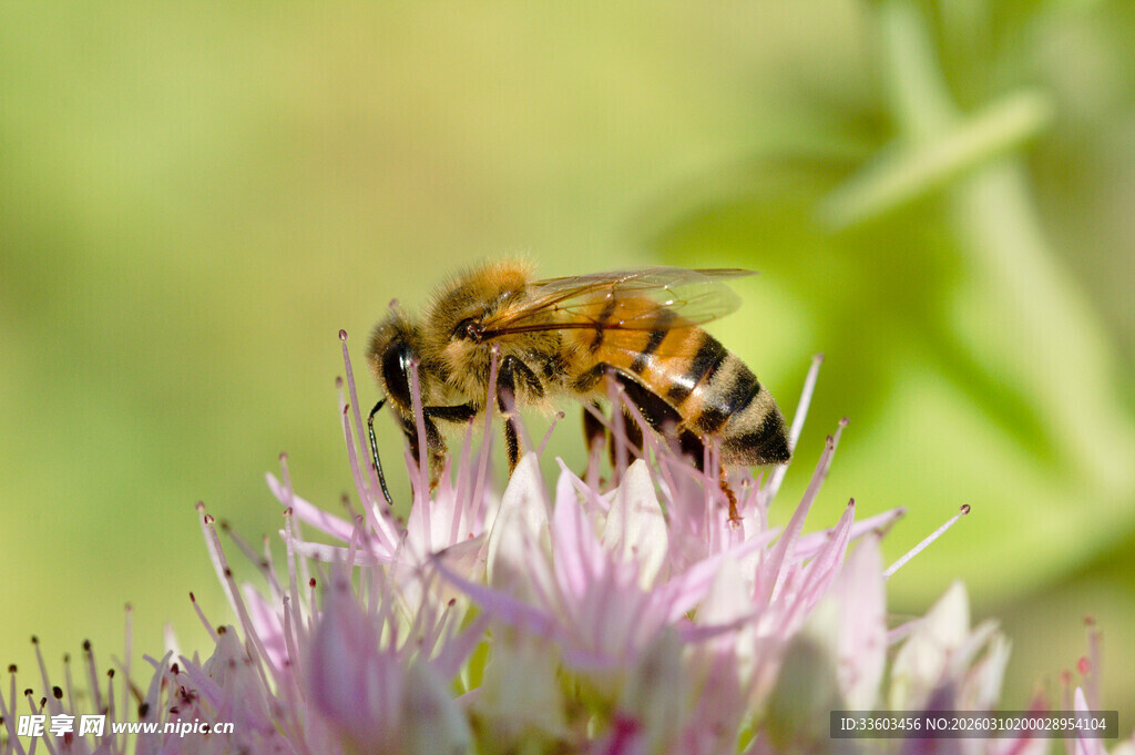 蜜蜂采蜜于紫色花朵间
