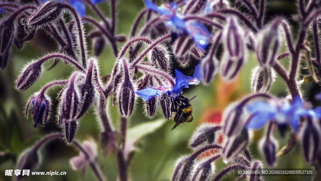 蓝紫色花朵绽放瞬间