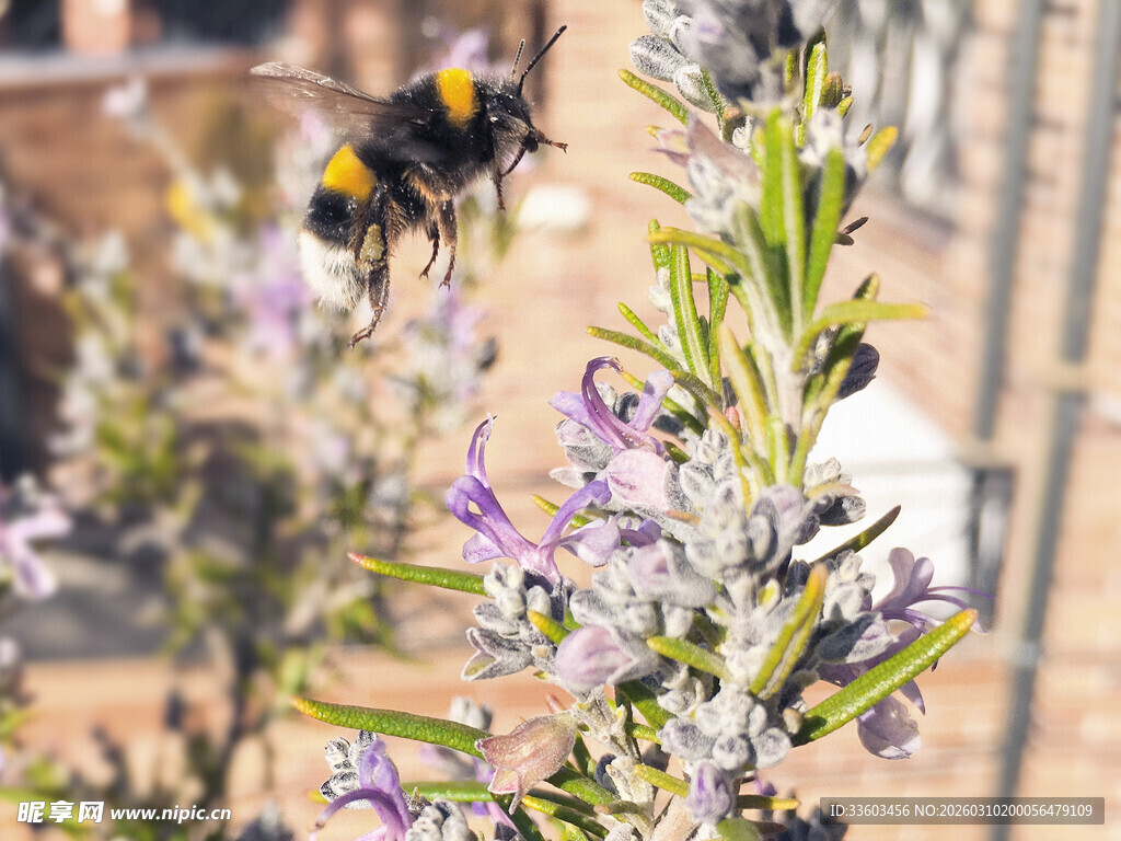 蜜蜂花间采蜜瞬间