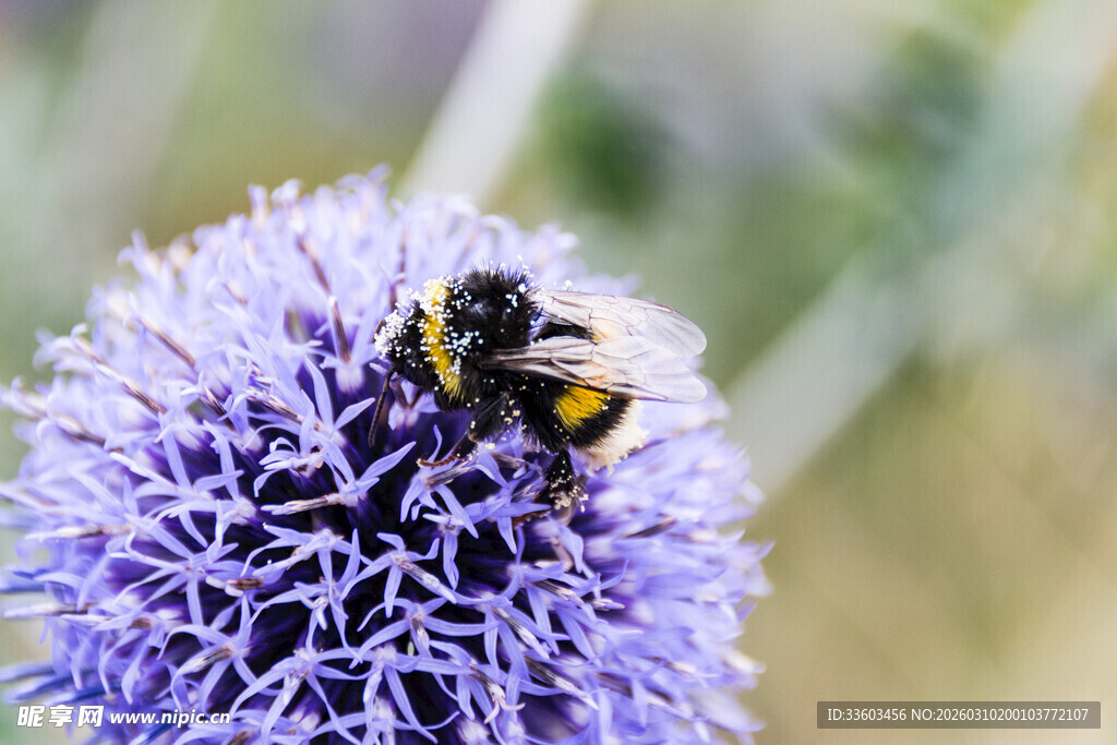 紫花上的忙碌蜜蜂