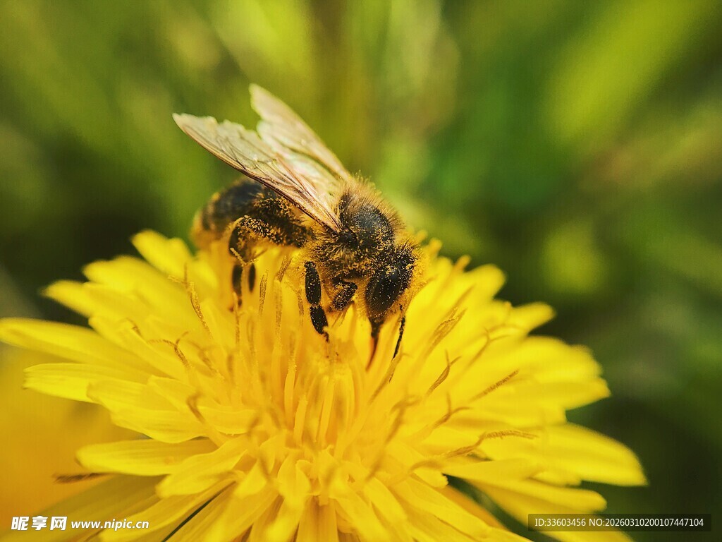 蜜蜂采蜜于金黄蒲公英上