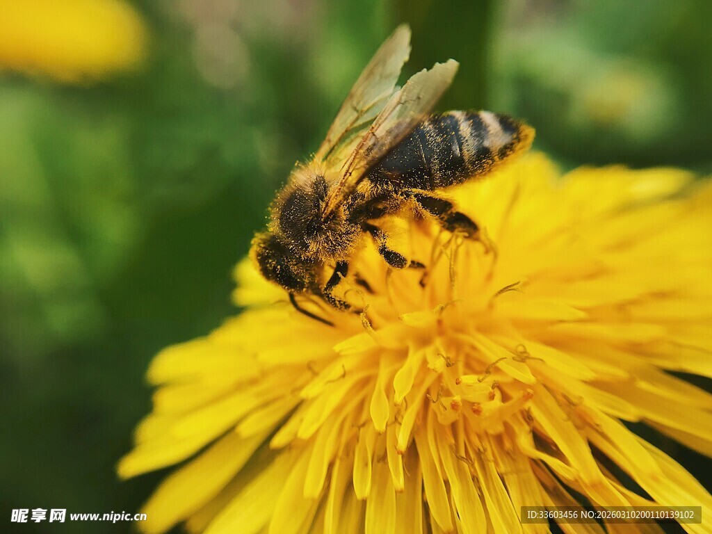 蜜蜂采蜜于黄色蒲公英
