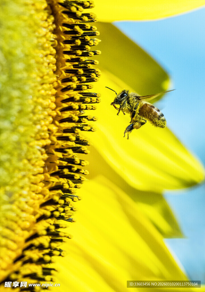 蜜蜂采蜜于灿烂向日葵中
