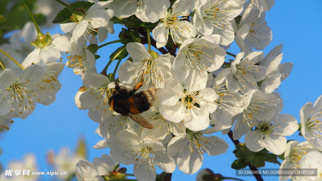 蜜蜂采蜜于洁白花朵间