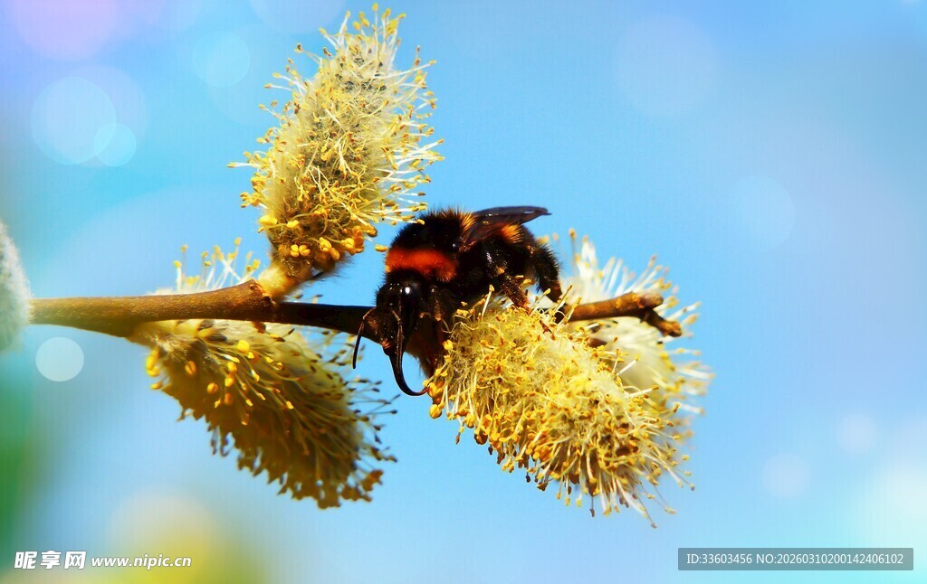 蜜蜂停留在花枝上