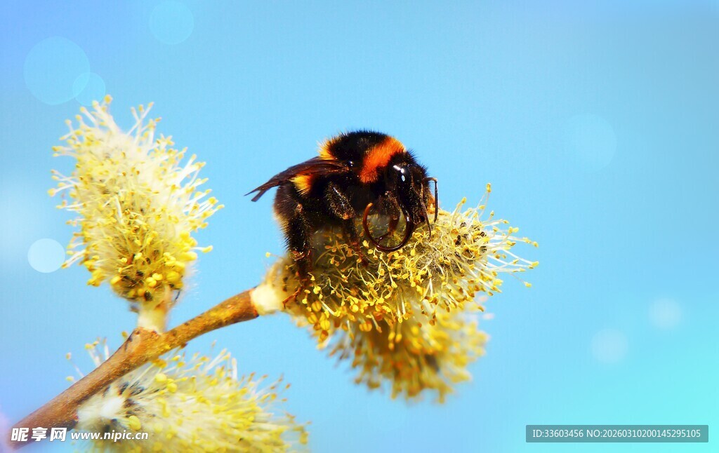 蜜蜂停留在黄色绒花上