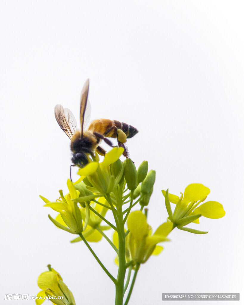 蜜蜂采蜜于黄色小花间