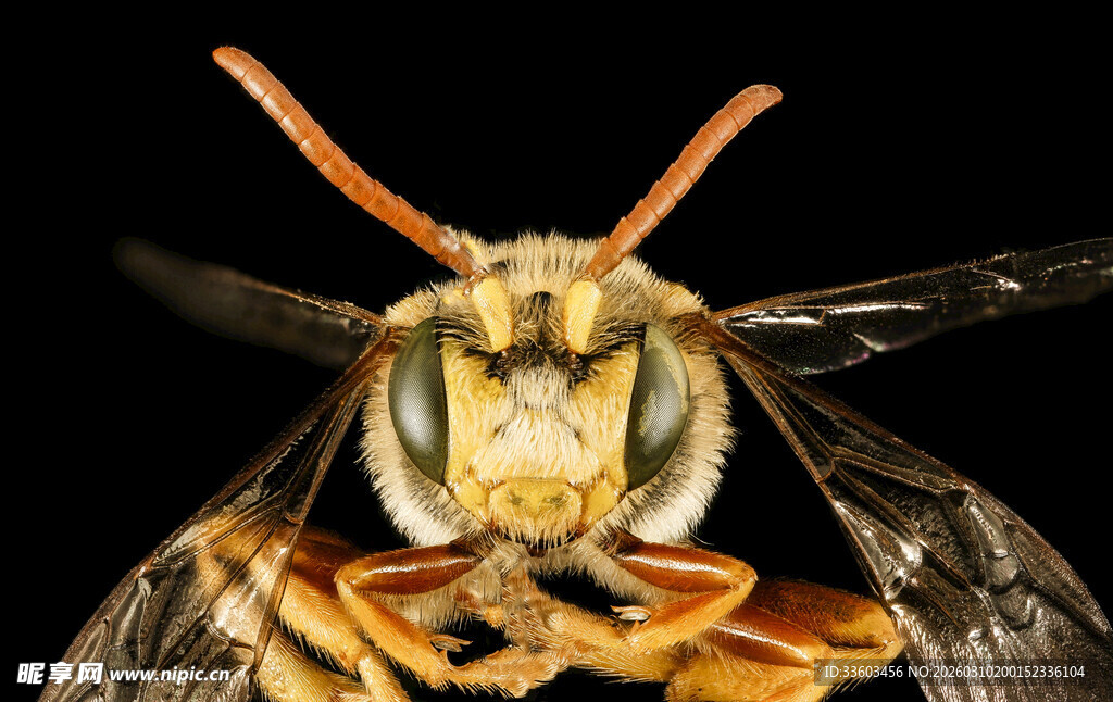 微距下的黄蜂头部特写