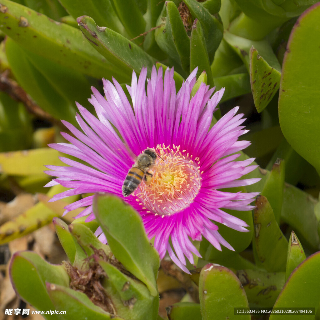 粉色花朵上的蜜蜂